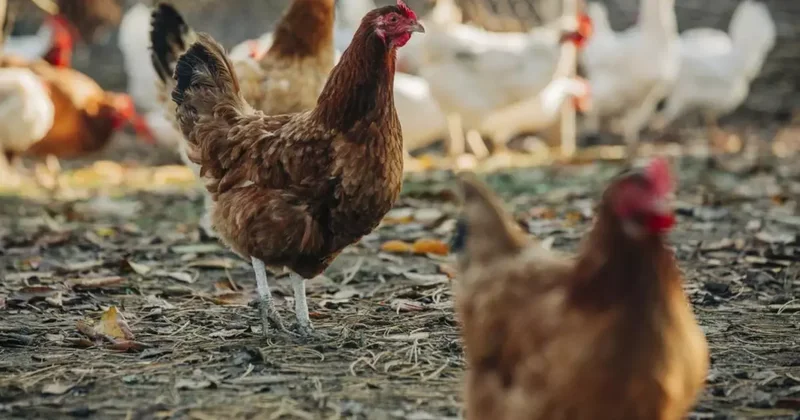Ülkeyi sarsan skandal! Tavuklara cinsel saldırıda bulunan şüpheliye 3 yıl hapis
