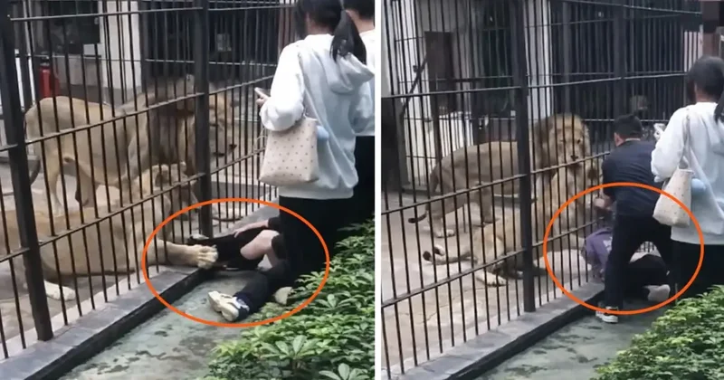 Çin de dehşet anları: Aslan 10 yaşındaki kızın bacağını yakaladı