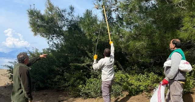 Marmaris te çam kese böceğine karşı mekanik ve biyolojik yöntemlerle mücadele sürüyor Muğla Haberleri