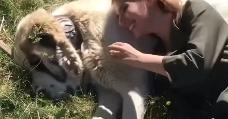 Köpeği seviyordu, sonu faciayla bitti