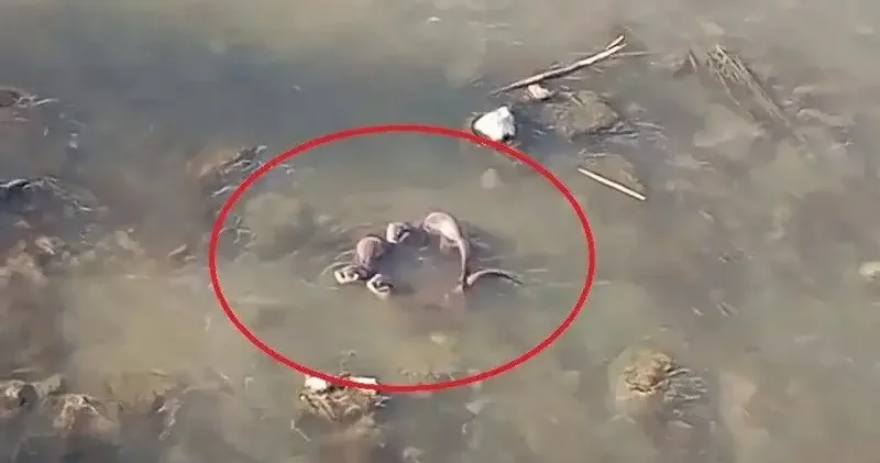 Nesli tükenmek üzereydi: Dere kenarında görüntülendi Gündem Haberleri