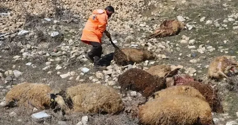 Diyarbakır’da sağanak nedeni ile onlarca koyun telef oldu Diyarbakır Haberleri