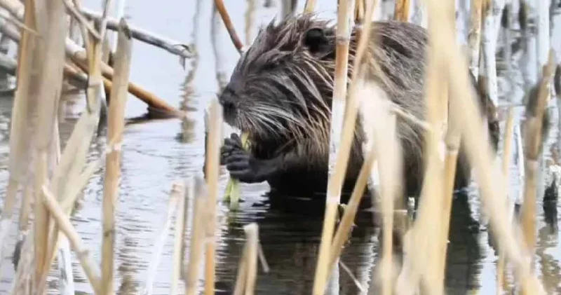 Esrarengiz fare olarak biliniyor: Ağrı Dağı eteklerindeki görüntülendi