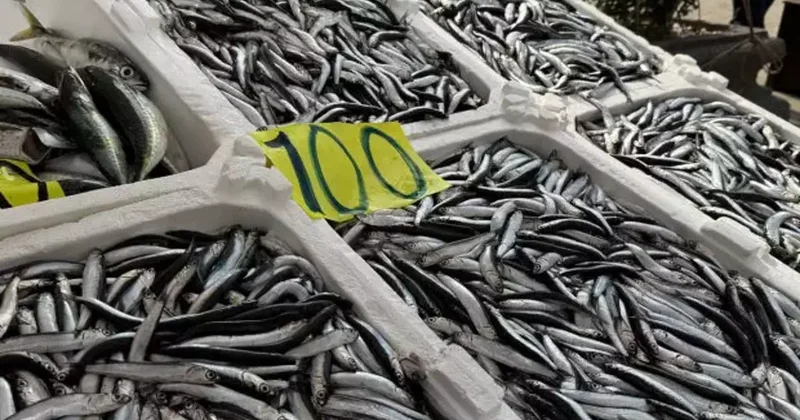 Tezgahların en ucuz balığı! Hamsiye ilgi yoğun