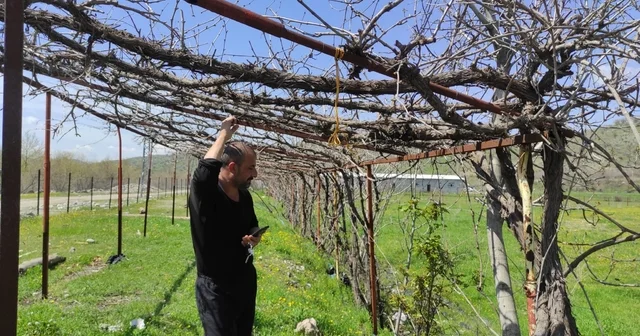 Batman da ani hava değişimleri meyve bahçelerini vurdu Batman Haberleri