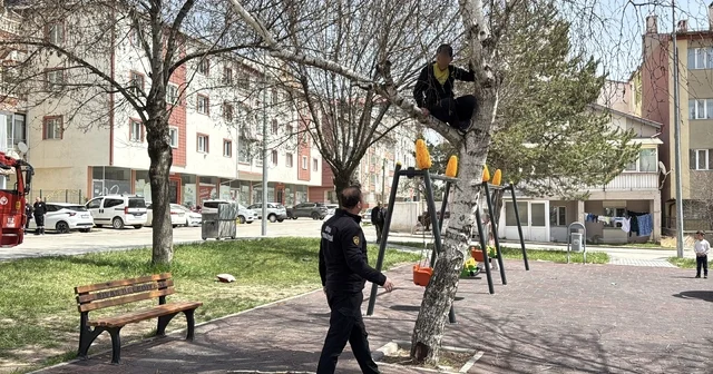 Topu almak için çıktığı ağaçtan inemeyen çocuk itfaiyeden yardım istedi Sivas Haberleri