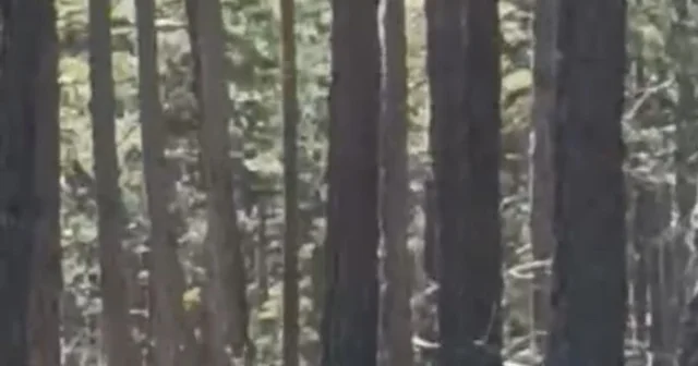 Geyik sürüsü amatör kameraya yansıdı Eskişehir Haberleri