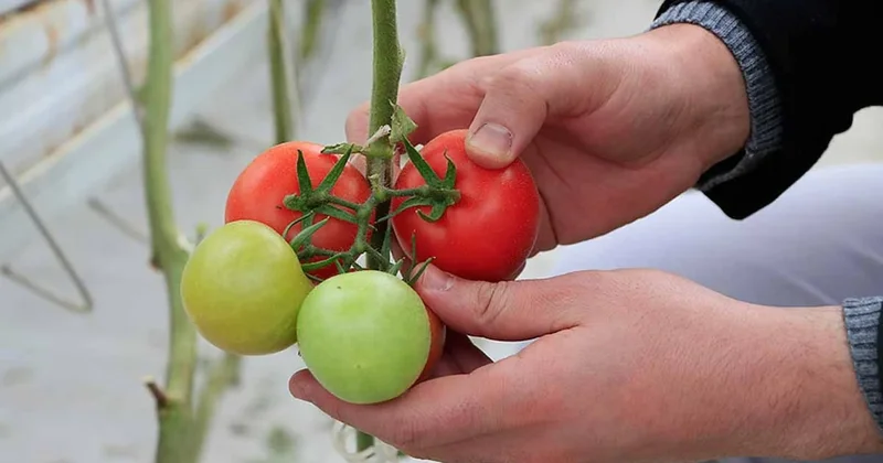 Almanya da çok beğenildi: 2026 da herkes domatesleri bu şekilde ekecek Sözcü Gazetesi
