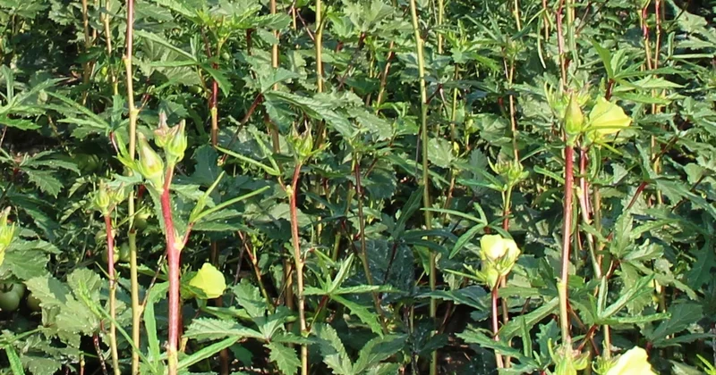 Türkler yüzüne bakmıyor ama Japonlar bu yeşil altını bayıla bayıla yiyor Sözcü Gazetesi