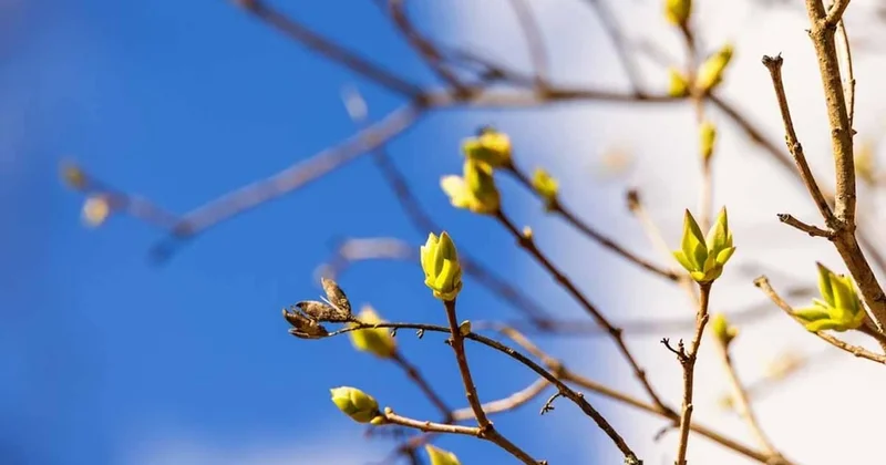 17 Nisan da sakın uyumayın: Baharın en güçlü günü geliyor, işte yapmanız gereken 3 adım Sözcü Gazetesi