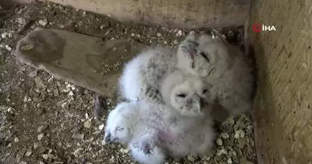 20 yıldır süren baykuşla çiftçinin dostluğu: Her bahar aynı ambara yuva yapıyorlar