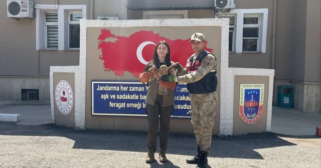 Kilis te yaralı bulunan kızıl şahin koruma altına alındı Kilis Haberleri