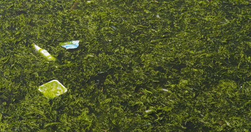 İzmir Körfezi nde yosun tabakası oluştu