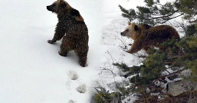 Dünyada sadece onlar göç ediyor: Sarıkamış ta görüntülendi