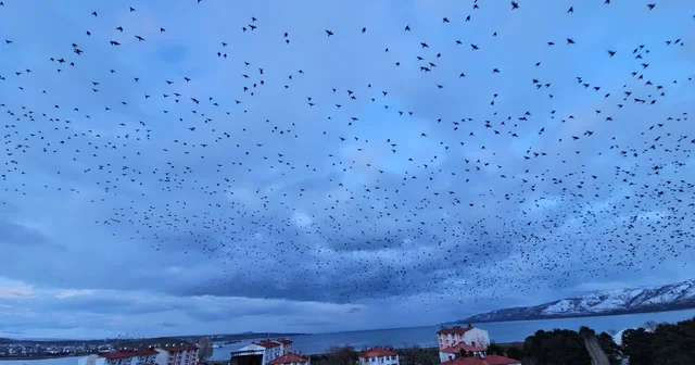 Tatvan da gökyüzünü kaplayan binlerce kuş görsel şölen sundu Bitlis Haberleri
