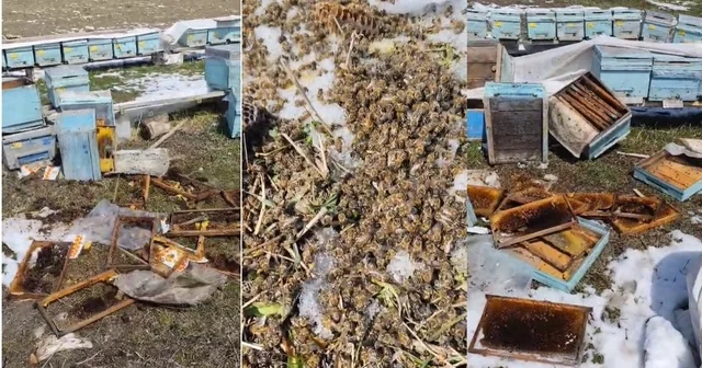 Kış uykusundan uyanan ayılar arılı kovanlara saldırdı Hakkari Haberleri