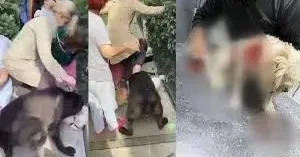 Banu Parlak’ın komşusunun köpeği Leo nun ölümüne ilişkin davada ilk duruşma