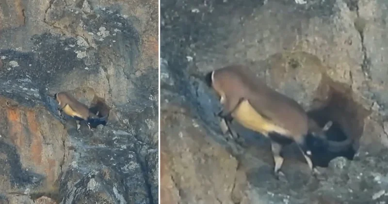 Dev boynuzları engel olmadı: Dağ keçisi dar mağaraya böyle girdi Gümüşhane Haberleri