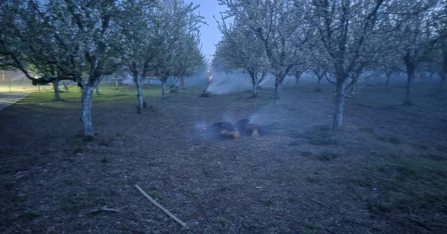 Iğdır da üreticilerin don nöbeti; çiçek açan kayısı ağaçlarını dumanla koruyorlar Iğdır Haberleri