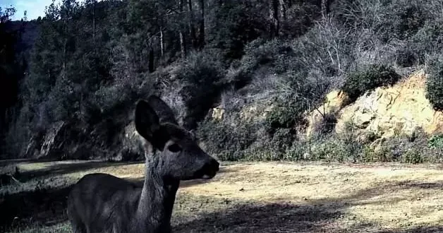 Fotokapan öyle bir görüntü kaydetti ki! Renkli anlar tekrar tekrar oynatıldı