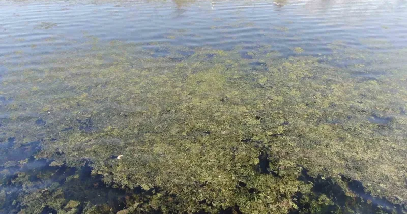 İzmir Körfezi nde yosun istilası: Kıyıya yakın noktalarda görüldü İzmir Haberleri
