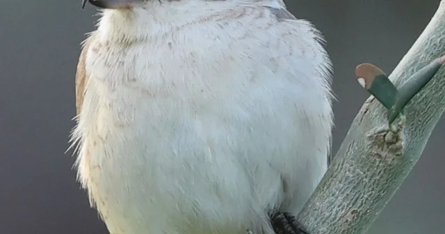Hatay da ilk kez Türkistan örümcekkuşu görüldü Hatay Haberleri
