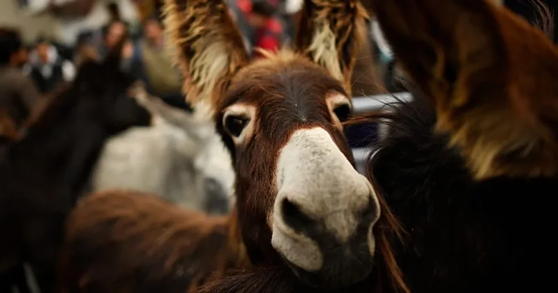 Günde 7 saat karın tokluğuna çalışıyorlar!