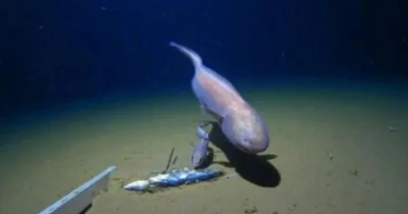 Bilim dünyası açıklayamıyor: Hiçbir canlı grubuna ait değil Sözcü Gazetesi