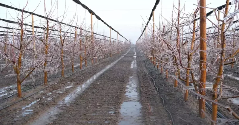 Kayserili çiftçinin zirai dona karşı ilginç çözüm: 4 bin ağacını dondurdu