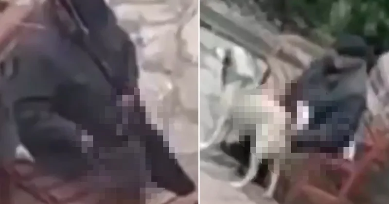 Skandal görüntü! Parktaki sokak hayvanlarını istismar etti