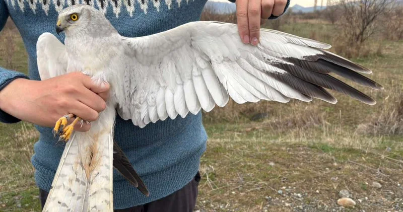 Iğdır dan uydu vericiyle takibe alınan bozkır delicesi 4 günde Azerbaycan a uçtu