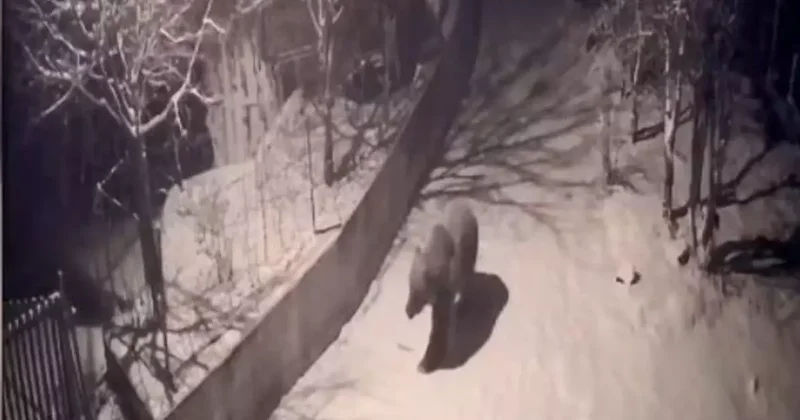 Artvin’de aç kalan ayılar köylere indi