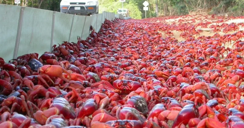 Milyonlarcası harekete geçti: Her yeri kırmızıya boyayacaklar Sözcü Gazetesi