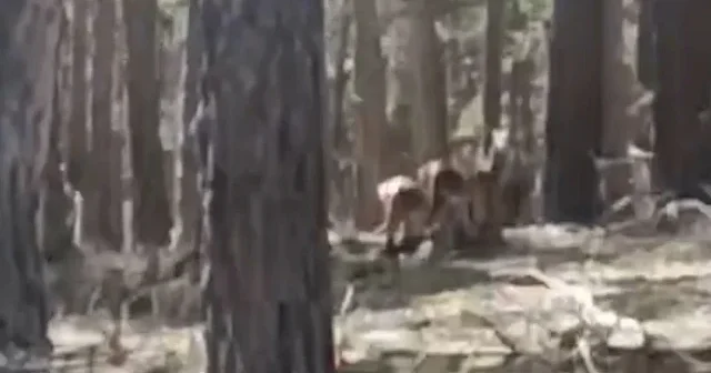 Eskişehir’de ormanda büyüleyen anlar: Geyik sürüsü kamerada VİDEO İZLE
