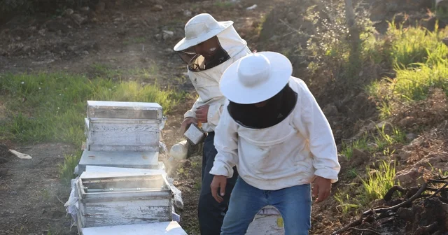 Aydın da arı kolonileri gençleşiyor, arıcılar sezondan umutlu Aydın Haberleri