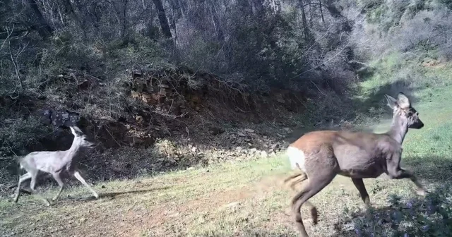 Karacalar kamerada Ganos Dağı nda fotokapana 3 karaca yansıdı Tekirdağ Haberleri
