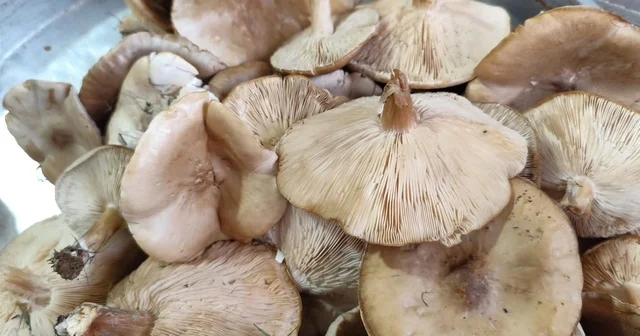 Diyarbakır kırsalında çıkan mantarlar toplanmaya başlandı Diyarbakır Haberleri