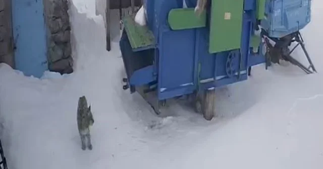 Ardahan da aç kalan vaşak köye indi Ardahan Haberleri