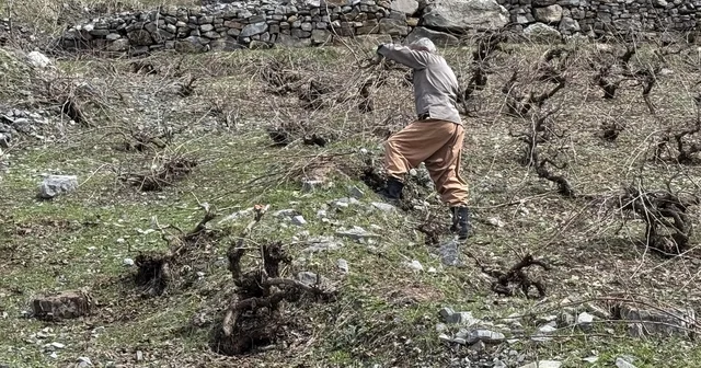 Bir yanda karla mücadele, diğer yanda budama çalışmaları sürüyor Şırnak Haberleri