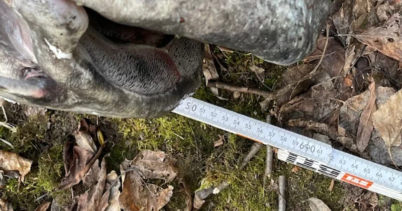 Bulduğu her şeyi yiyen dev canavar suyun dibinde yakalandı Sözcü Gazetesi