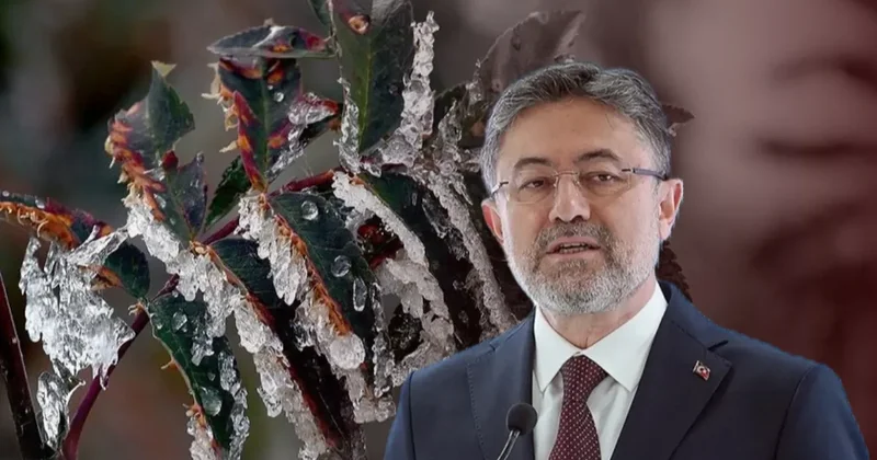 Tarlada zirai don riski var mı? Bakan Yumaklı dan market raflarını ilgilendiren açıklama