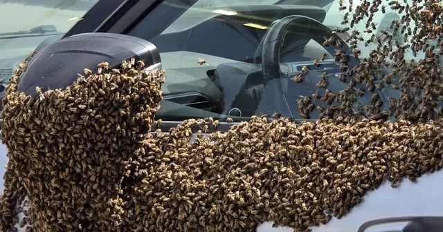 Arılar İsrail i istila etti: İnsanlar kapalı alanlara kaçıştı VİDEO İZLE