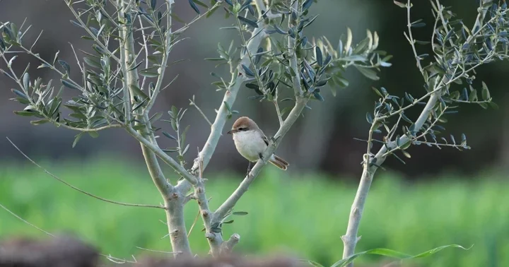 Türkiye de nadir görülüyor: 8. kez kayıt altına alındı