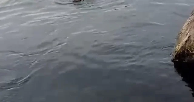 Su samuru oltaya takılan balığı yakalayıp kaçtı Zonguldak Haberleri