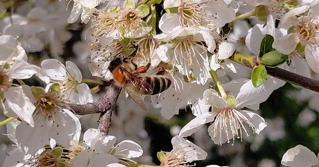 Bolu da baharın gelmesiyle arılar harekete geçti Bolu Haberleri