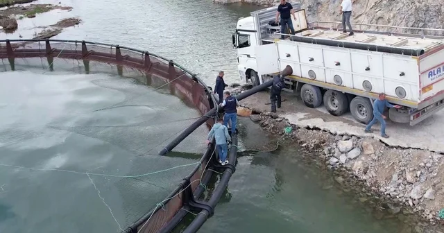 İhraç edilecek Türk somonları için yavru balıklar suya bırakıldı Adıyaman Haberleri