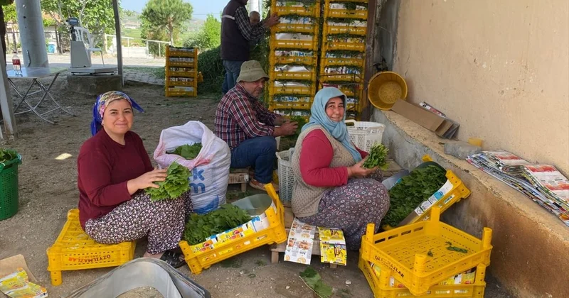 Alaşehir in Asma Yaprağına Talep Artıyor