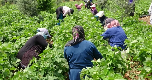 Turfanda sarıkız hasadı başladı: Kilosu 100 TL den alıcı buldu Mersin Haberleri