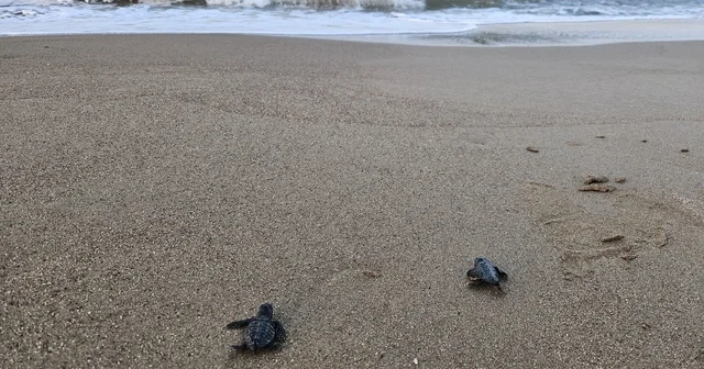 32 yıllık caretta mücadelesi; 1,5 milyon yavru denize ulaştı Antalya Haberleri