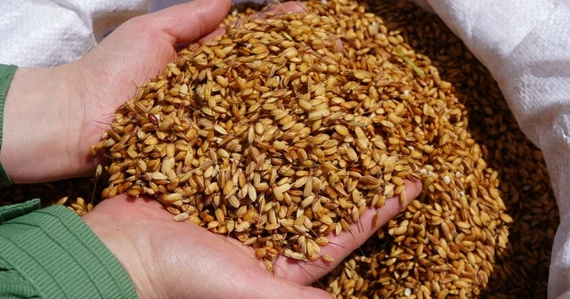Tosya Belediyesi nden sarıkılçık pirinci açıklaması: Sahiplenilmesine yönelik girişimler, coğrafi işaret hukukuna aykırılık teşkil etmektedir Kastamonu Haberleri